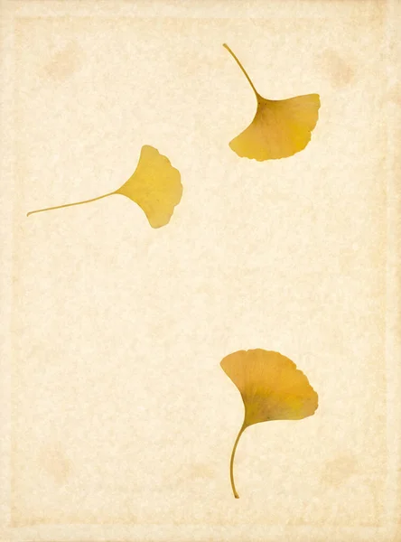 Leaves Yellow Brown Dried Weathered Autumn Art — Stock Photo, Image