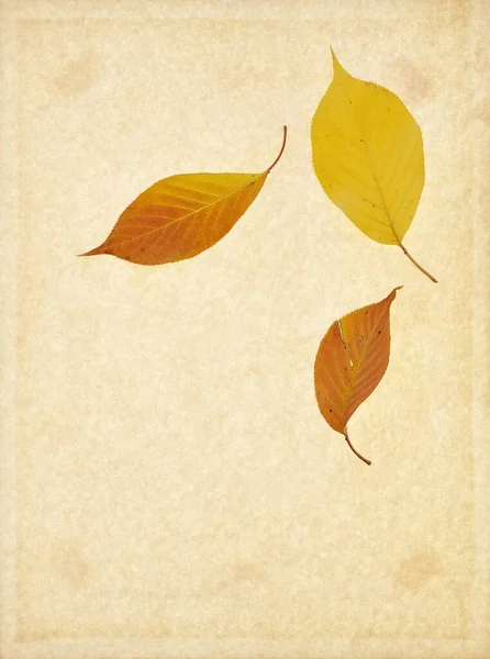 Blätter Verwittert Gelb Braun Getrocknet Kunstherbst — Stockfoto