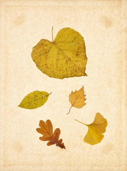 Leaves Yellow Brown Dried Weathered Autumn Art — Stock Photo, Image