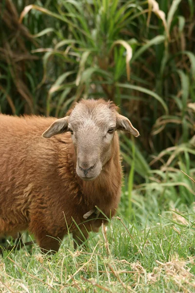 Owce Stojące Pastwisku Rolników Cotacachi Ekwador — Zdjęcie stockowe
