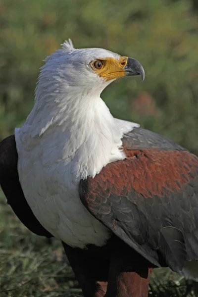 Vacker Utsikt Över Vacker Fågel Naturen — Stockfoto