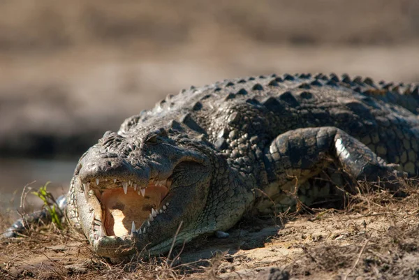 Krokodil Baring Tanden Chobe National Park Botswana — Stockfoto