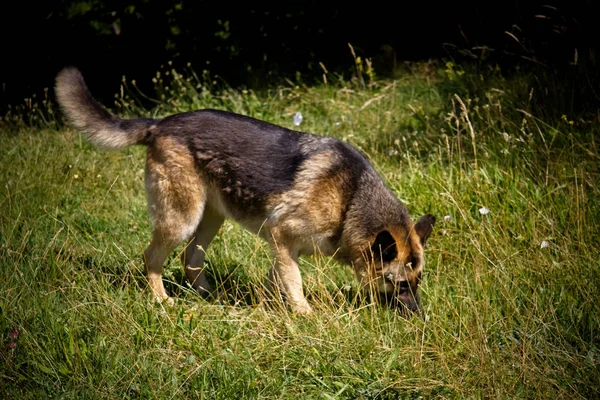 German Shepherd Dog Animal Pet — Stock Photo, Image