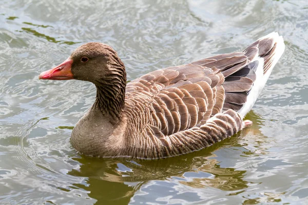 Malebný Pohled Krásného Ptáka Přírodě — Stock fotografie