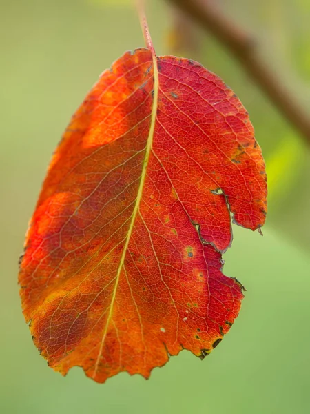 Hoja Roja Árbol —  Fotos de Stock