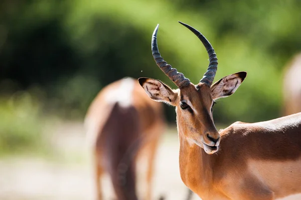 Impala Aepyceros Melampus Dans Parc National Chobe Botswana — Photo