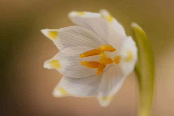 Bel Colpo Botanico Carta Parati Naturale — Foto Stock