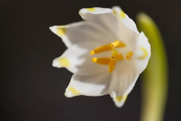 Krásný Botanický Záběr Přírodní Tapety — Stock fotografie