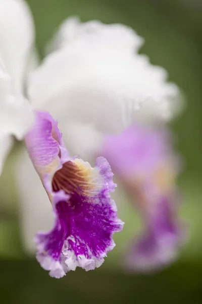 Orquídea Planta Flor Flora — Fotografia de Stock