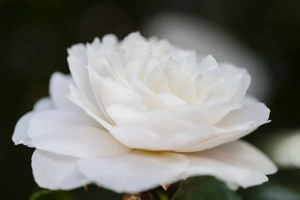 Camellia Flower Bloom Flora — Stock Photo, Image