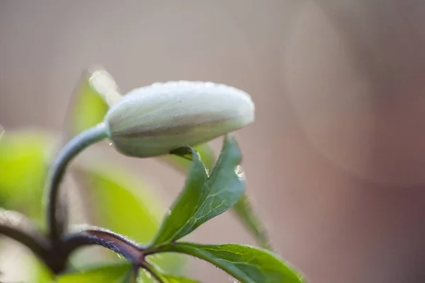 Białe Płatki Kwiatu Kwitnąca Flora — Zdjęcie stockowe