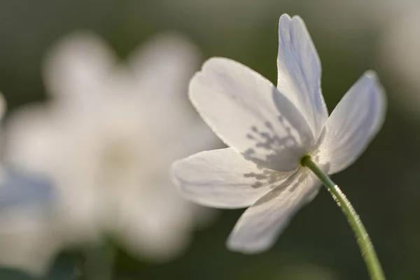 Anémone Des Buissons Anémone Nemorosa — Photo