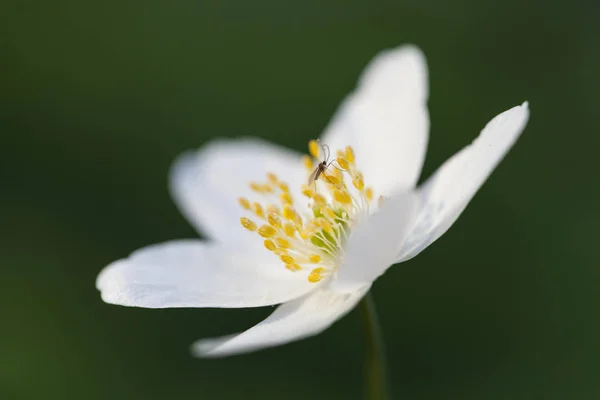 白い花弁に花を咲かせ — ストック写真
