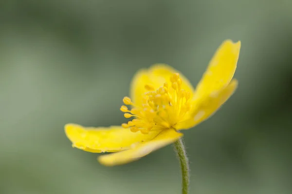 Желтый Анемон Anemone Ranunculoides — стоковое фото