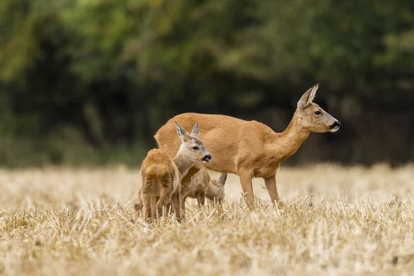 Young Animals Selective Focus — Stock Photo, Image