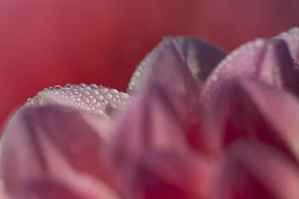 Vista Ravvicinata Della Bellissima Dalia Fiorita — Foto Stock