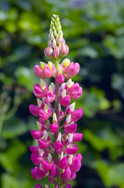 Bahçedeki Bir Lupin Çiçeğine Yaklaş — Stok fotoğraf