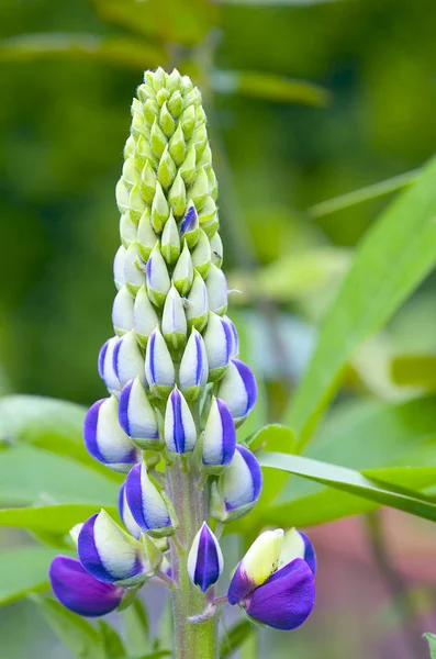 Bahçedeki Bir Lupin Çiçeğine Yaklaş — Stok fotoğraf