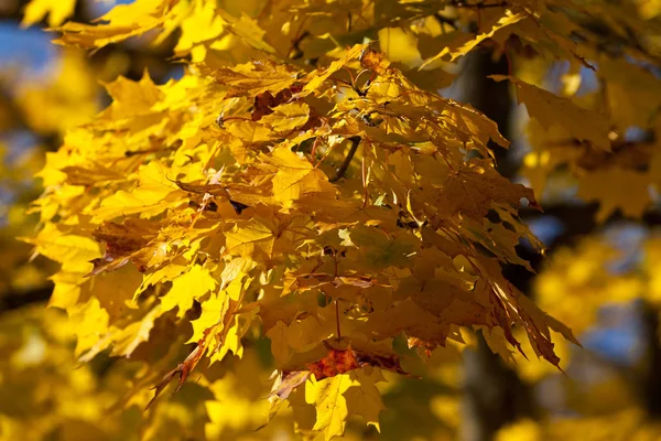 Temporada Otoño Follaje Otoño Hojas Flora — Foto de Stock