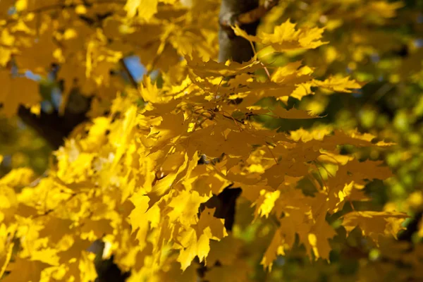 Fall Season Foliage Autumn Leaves Flora — Stock Photo, Image