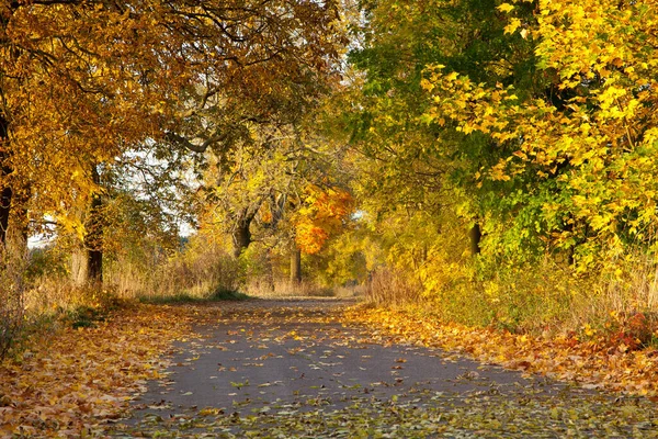 Sonbaharda Altın Renkli Ağaçlarla Dolu Bir Yol — Stok fotoğraf