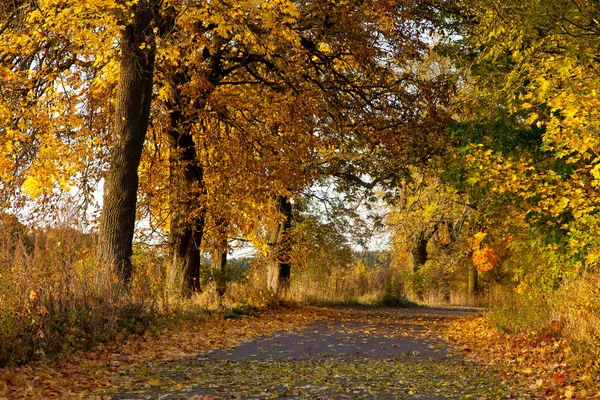 Ulice Zlatými Stromy Podzim — Stock fotografie