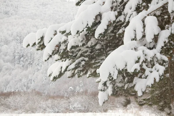 冬の雪の下の森の昼間の景色 — ストック写真