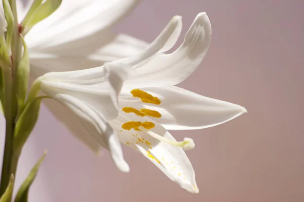 Een Close Van Een Witte Lelie Een Eenvoudige Achtergrond — Stockfoto