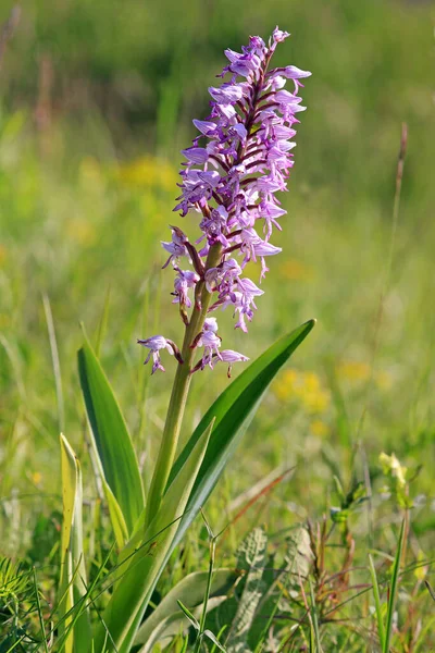 Orquídea Militaris Orquídea Militar — Foto de Stock