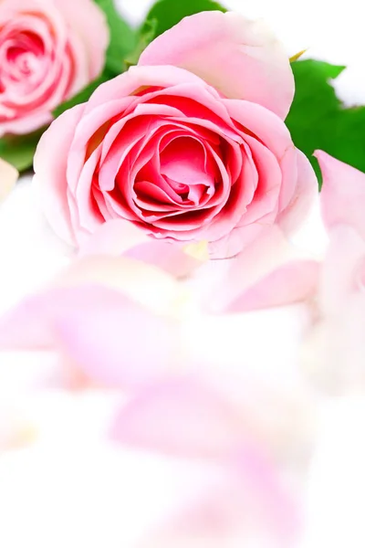 Rosa Rose Mit Blütenblättern — Stockfoto