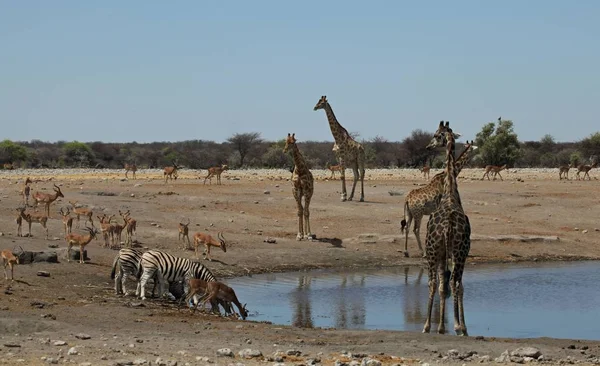 Animales Pozo Agua —  Fotos de Stock