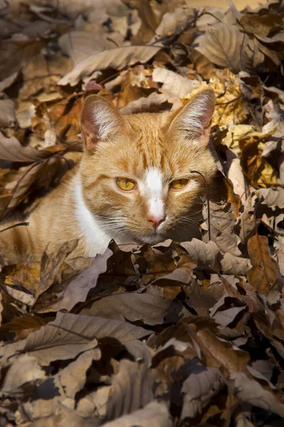 Gato Blanco Rojo Escondido Follaje Autumnal — Foto de Stock