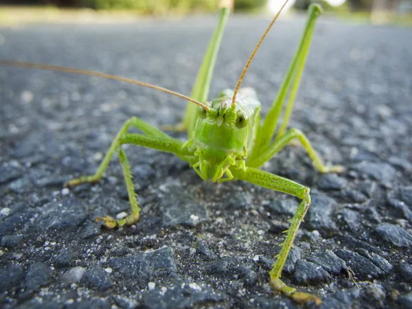 Bodenaufnahme Einer Einzigen Grünen Heuschrecke Tettigonia Viridissima Die Auf Asphalt — Stockfoto