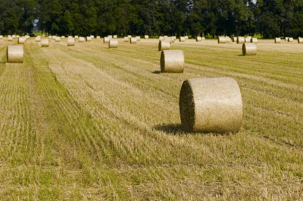Agriculture Field Straw Bales — Stock Photo, Image
