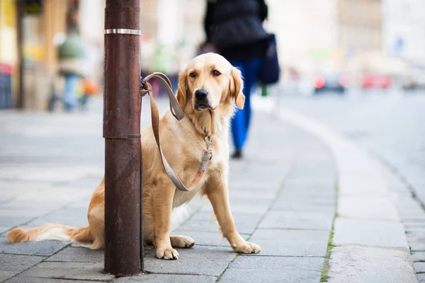 Lindo Perro Esperando Pacientemente Amo Una Calle Ciudad —  Fotos de Stock