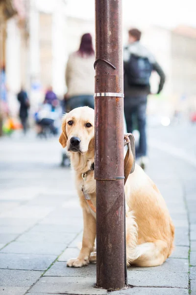 Lindo Perro Esperando Pacientemente Amo Una Calle Ciudad — Foto de Stock