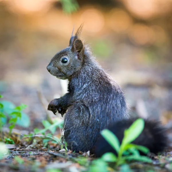 Squirrel Animal Rodent Mammal — Stock Photo, Image