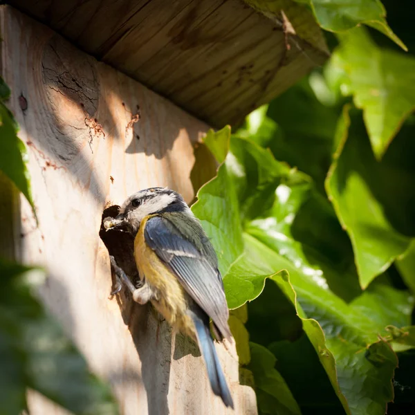 Teta Azul Cyanistes Caeruleus Por Una Caja Anidación —  Fotos de Stock