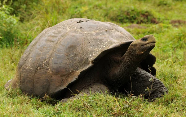 Tartaruga Gigante Galápagos — Fotografia de Stock