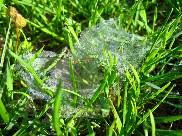 碧绿的草地上美丽的蜘蛛网 — 图库照片