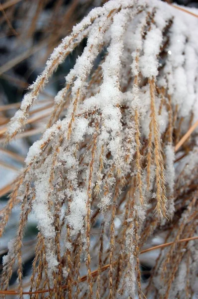 Karla Kaplı Bitkiler Nesneler — Stok fotoğraf
