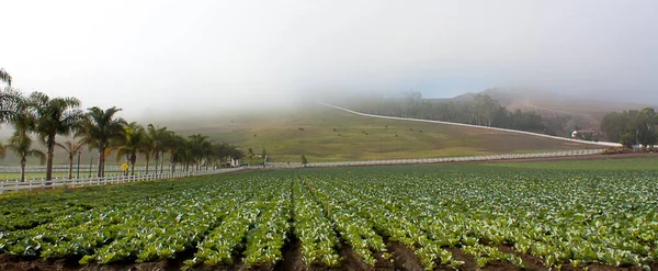 Southern California Ranch Fog — Stock Photo, Image