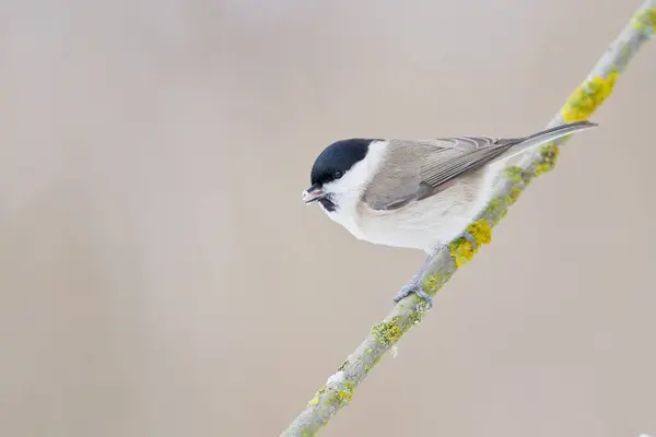 Vista Panorámica Hermoso Pájaro Titmouse — Foto de Stock