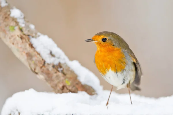 Vista Panorámica Hermoso Pájaro Petirrojo Naturaleza — Foto de Stock