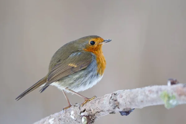 Schilderachtig Uitzicht Prachtige Roodborstje Natuur — Stockfoto