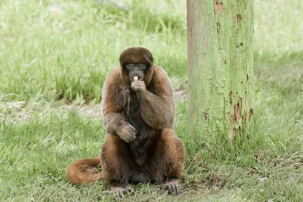 Wolliger Affe Frisst Einen Saugnapf — Stockfoto