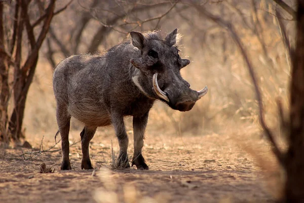 Grote Warthog Man Onder Bushveld Bomen — Stockfoto