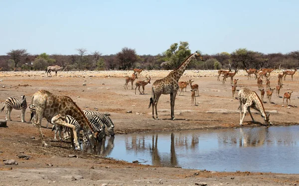 Tiere Wasserloch Chudob — Stockfoto