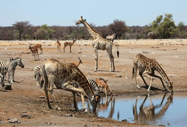 Animais Chudob Buraco Água — Fotografia de Stock