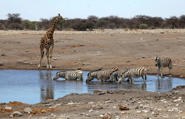 Dieren Bij Waterpoel Chudob — Stockfoto